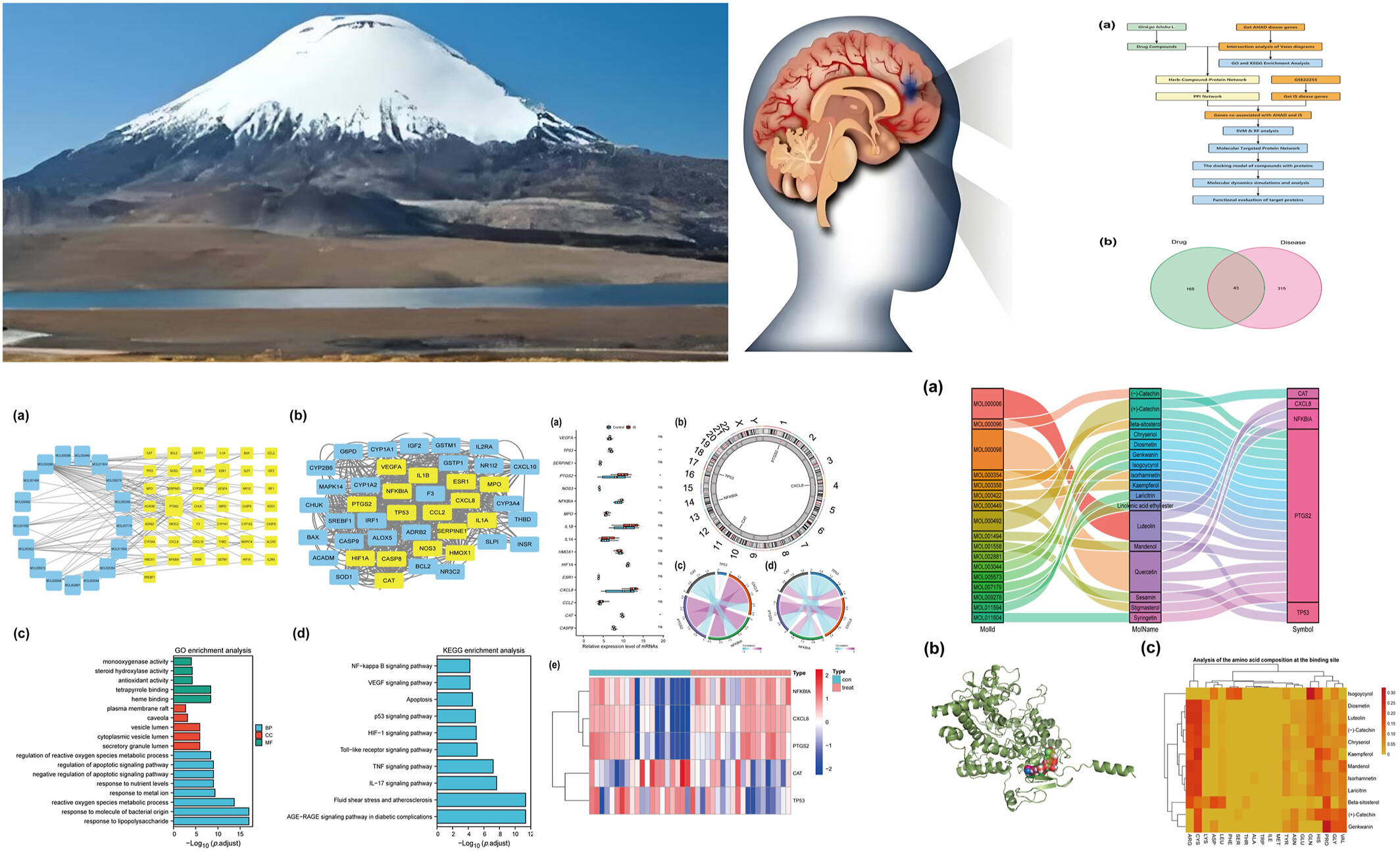 Ginkgo biloba active compounds can modulate the development of acute mountain sickness and ischemic stroke as discovered by network pharmacology and molecular docking