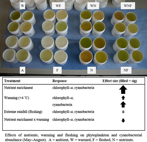 Response of cyanobacteria and phytoplankton abundance to warming, extreme rainfall events and nutrient enrichment