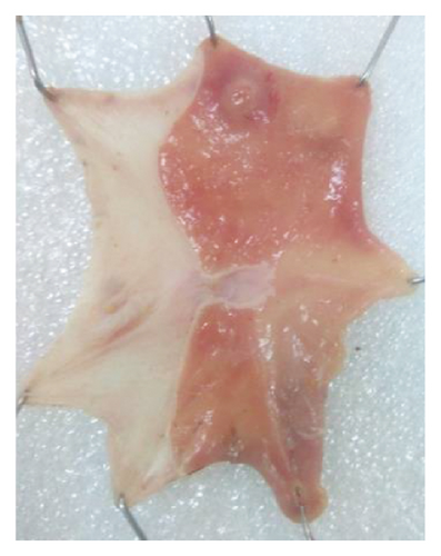 Details are in the caption following the image Details are in the caption following the image