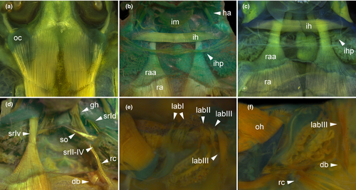 Details are in the caption following the image Details are in the caption following the image