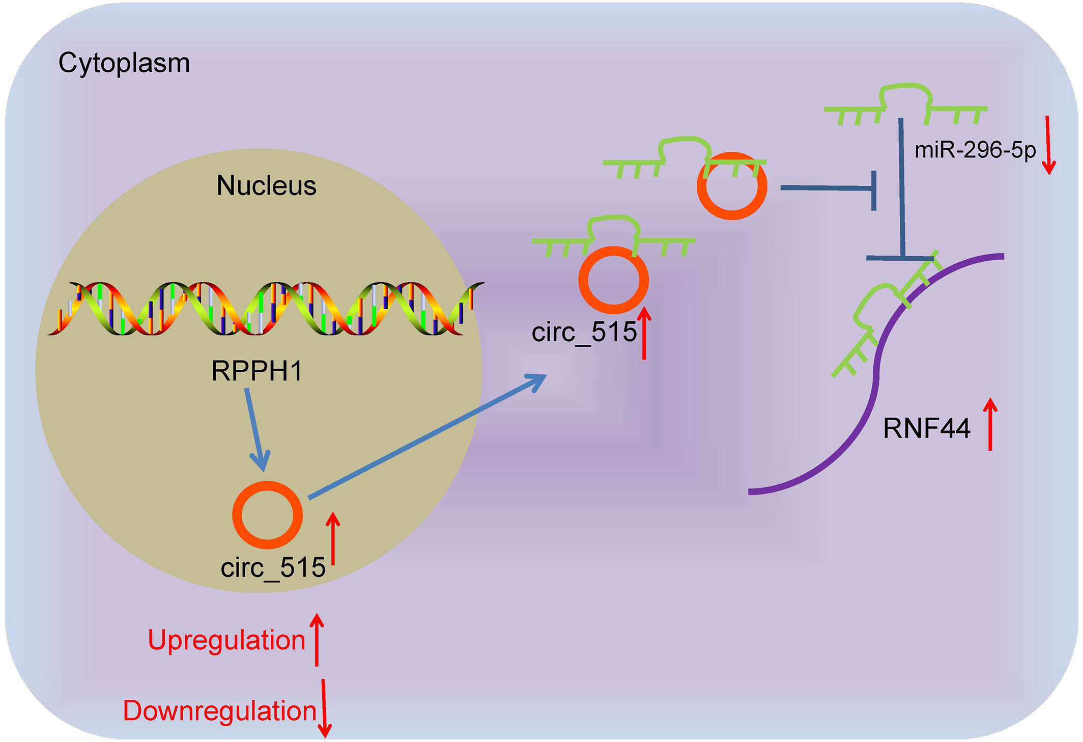 Hsa_circ_0000515 sequesters microRNA-296-5p and elevates RNF44 expression to encourage the NSCLC progression