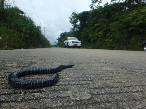 Geography of roadkills within the Tropical Andes Biodiversity Hotspot: Poorly known vertebrates are part of the toll