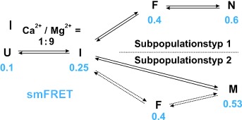 Calcium induziert die Bildung zweier Subpopulationen von Gruppe-II-Intron-Molekülen