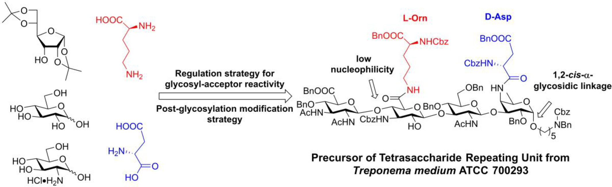 Chemical Synthesis of a Key Precursor Relevant to the Tetrasaccharide Repeating Unit from Treponema medium ATCC 700293