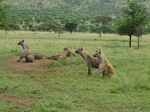 Noninvasively measured immune responses reflect current parasite infections in a wild carnivore and are linked to longevity