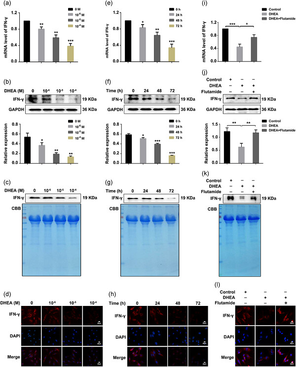 Dehydroepiandrosterone stimulates inflammation and impairs ovarian functions of polycystic ovary syndrome