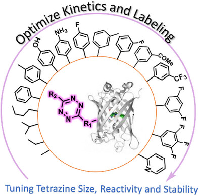 Tuning Encodable Tetrazine Chemistry for Site-Specific Protein Bioorthogonal Ligations