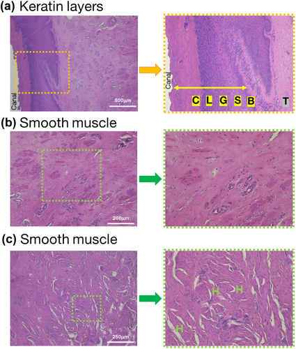Details are in the caption following the image Details are in the caption following the image