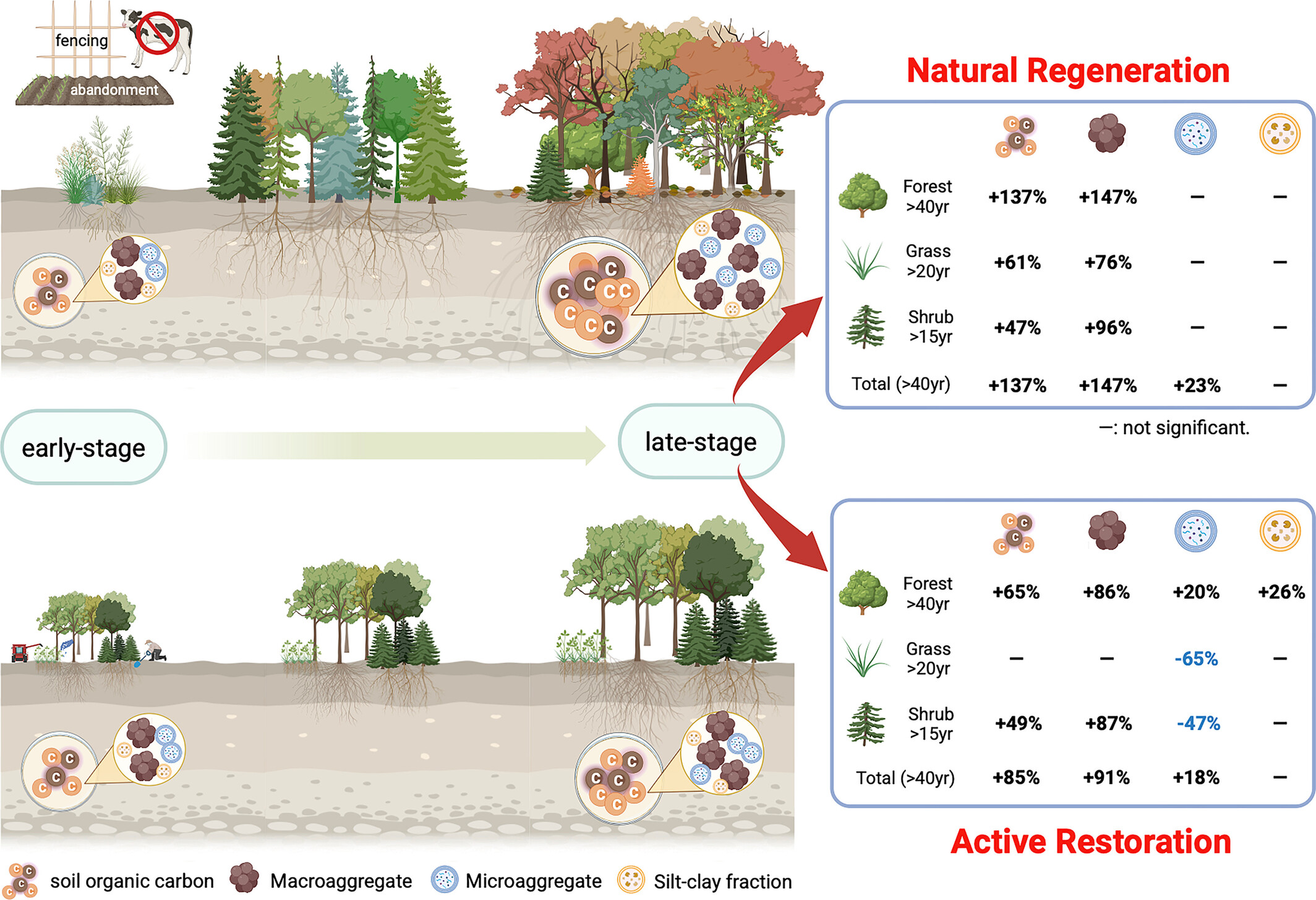Natural Regeneration Enhances Long-Term Soil Carbon Storage in Various Fractions More Effectively Than Active Restoration: Meta-Analysis