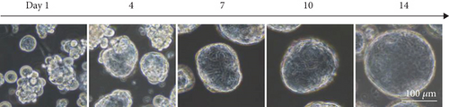 Details are in the caption following the image Details are in the caption following the image
