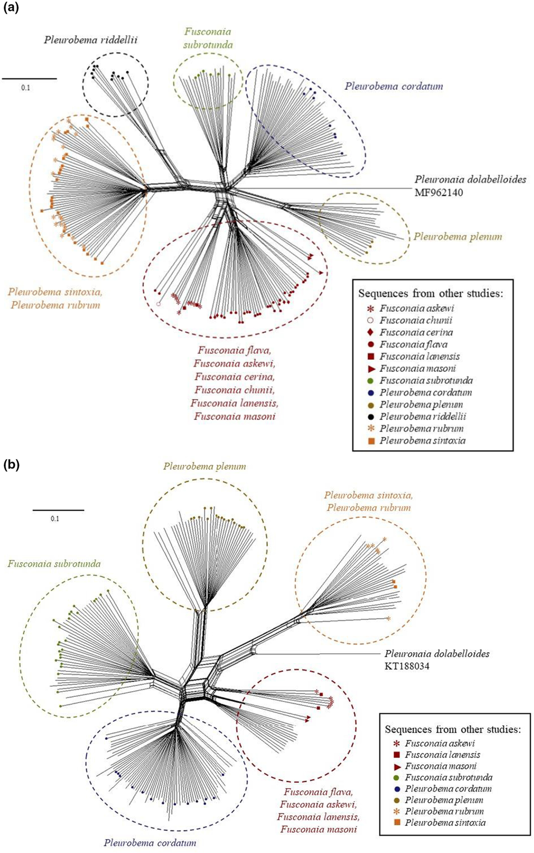 Phylogenetic assessment of endangered and look-alike Pigtoe species in a freshwater mussel diversity hotspot