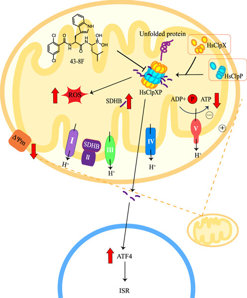 Targeting human caseinolytic protease P (ClpP) as a novel therapeutic strategy in ovarian cancer