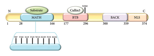Details are in the caption following the image