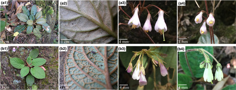 Genetic differentiation between two varieties of Oreocharis benthamii (Gesneriaceae) in sympatric and allopatric regions