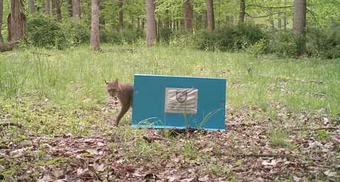Novel hair snare and genetic methods for non-invasive bobcat detection