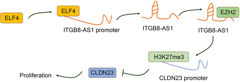 E74-like factor 4 promotes the proliferation, invasion, and migration of colorectal cancer cells via long non-coding RNA integrin subunit beta 8 antisense RNA 1-mediated histone H3 lysine 27 trimethylation modification