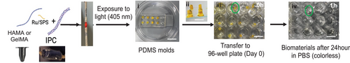 Details are in the caption following the image Details are in the caption following the image