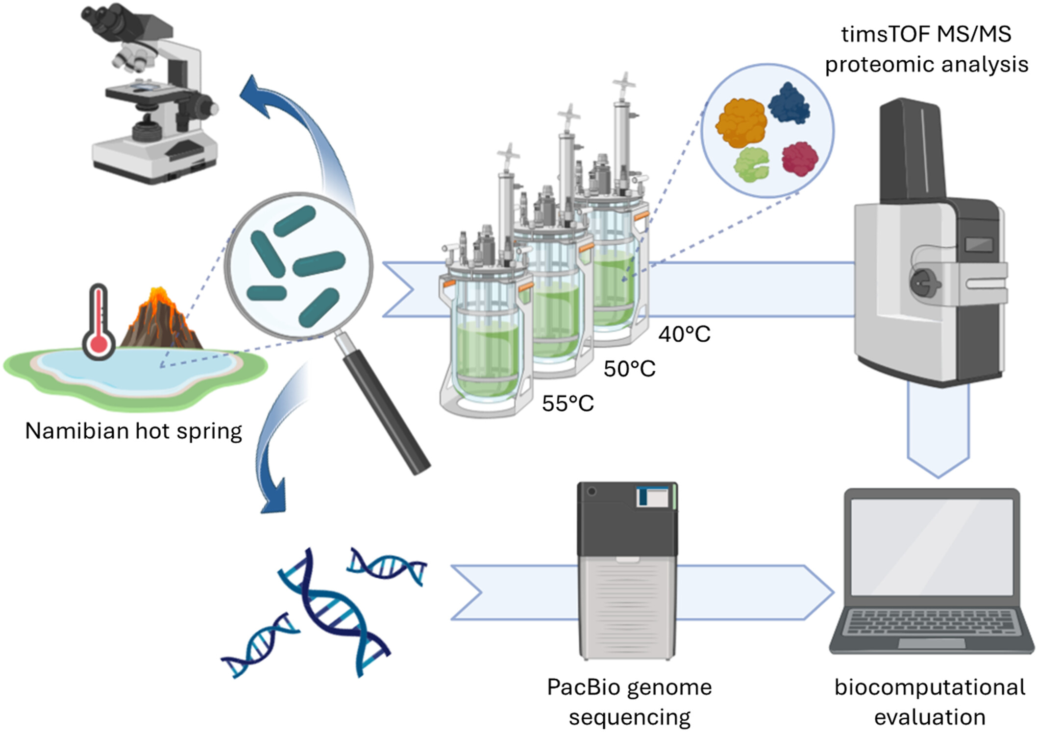 High-quality genome of a novel Thermosynechococcaceae species from Namibia and characterization of its protein expression patterns at elevated temperatures