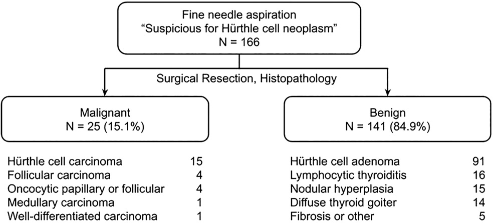 Hürthle cell neoplasms of the thyroid: Pathologic outcomes and ultrasonographic analysis