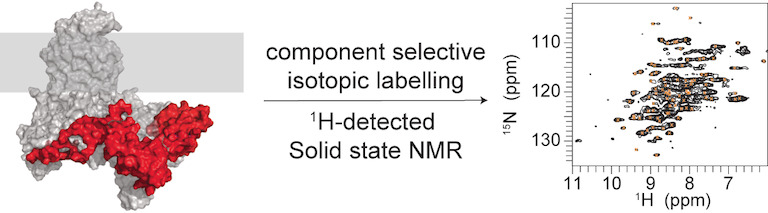 Divide and Conquer: A Tailored Solid-state NMR Approach to Study Large Membrane Protein Complexes