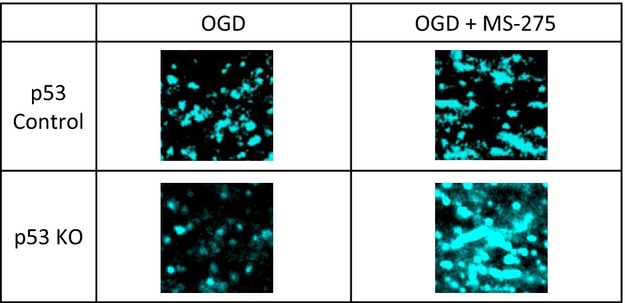 MS-275, a Class I histone deacetylase inhibitor, protects the p53-deficient mouse against ischemic injury