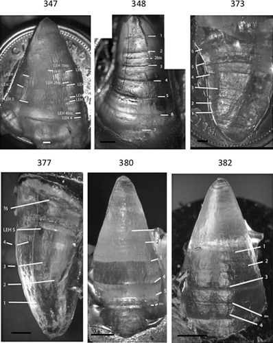 Details are in the caption following the image Details are in the caption following the image