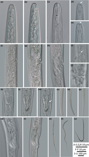 Details are in the caption following the image Details are in the caption following the image