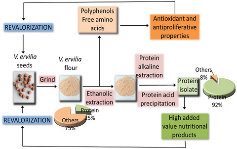 Characterization of Vicia ervilia (bitter vetch) seed proteins, free amino acids, and polyphenols