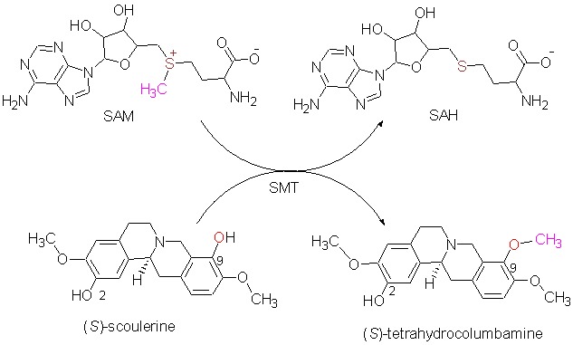 Homology Modeling and Molecular Docking Studies of (S)-Scoulerine 9-O-Methyltransferase from Coptis chinensis
