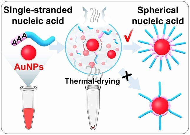 Rapid Thermal Drying Synthesis of Nonthiolated Spherical Nucleic Acids with Stability Rivaling Thiolated DNA
