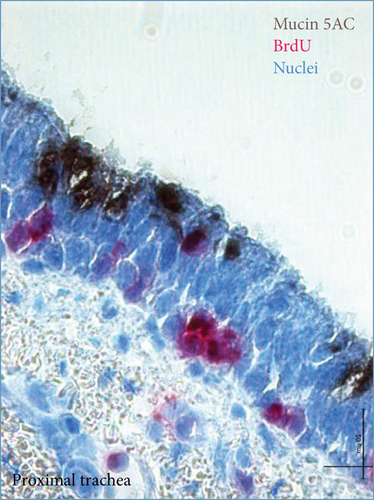 Details are in the caption following the image