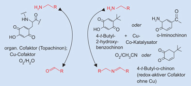 Biomimetische Oxidationen