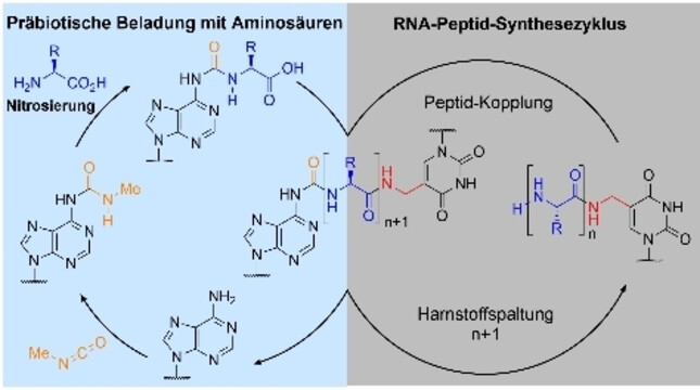 Beladung von RNA mit Aminosäuren in einer putativen RNA-Peptid-Welt