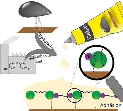 Die nächste Generation synthetischer Muschelkleberpolymere durch muschelinspirierte Polymerisation