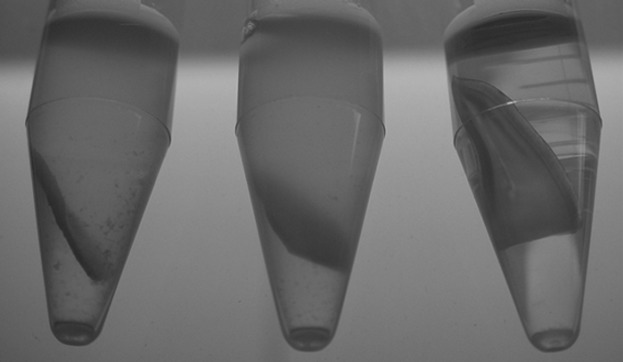 Telechelic Poly(2-oxazoline)s with a Biocidal and a Polymerizable Terminal as Collagenase Inhibiting Additive for Long-Term Active Antimicrobial Dental Materials