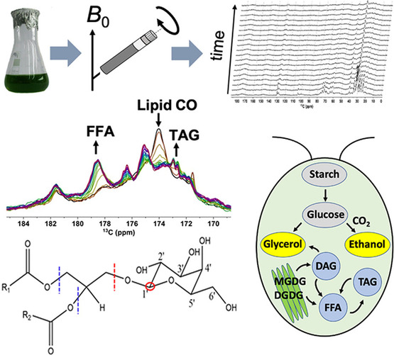 Real-Time NMR Recording of Fermentation and Lipid Metabolism Processes in Live Microalgae Cells