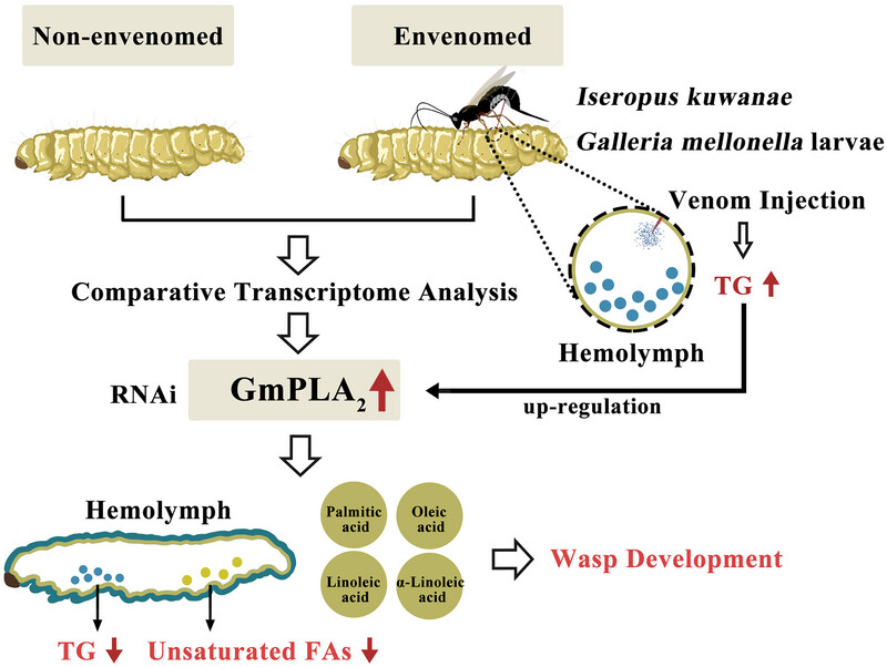 Transcriptome analysis and functional study of phospholipase A2 in Galleria mellonella larvae lipid metabolism in response to envenomation by an ectoparasitoid, Iseropus kuwanae