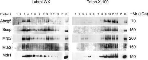 Details are in the caption following the image Details are in the caption following the image