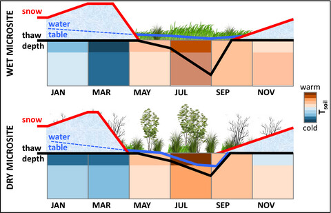 Negative feedback processes following drainage slow down permafrost degradation