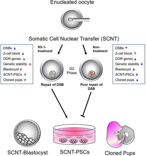 Genome stabilization by RAD51-stimulatory compound 1 enhances efficiency of somatic cell nuclear transfer-mediated reprogramming and full-term development of cloned mouse embryos