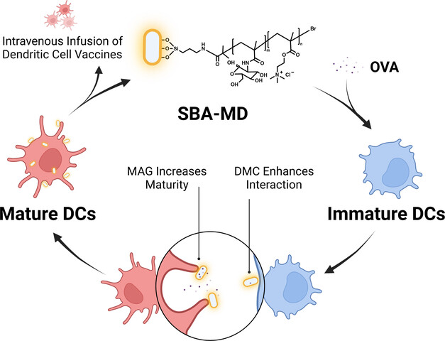 Metal-Free Atom Transfer Radical Polymerization to Prepare Recylable Micro-Adjuvants for Dendritic Cell Vaccine