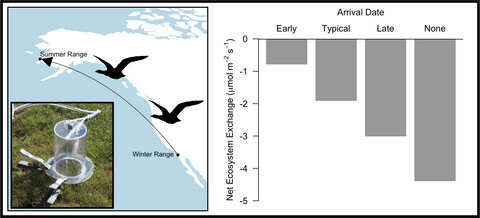 Delayed herbivory by migratory geese increases summer-long CO2 uptake in coastal western Alaska