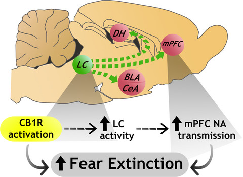 In it together? The case for endocannabinoid–noradrenergic interactions in fear extinction