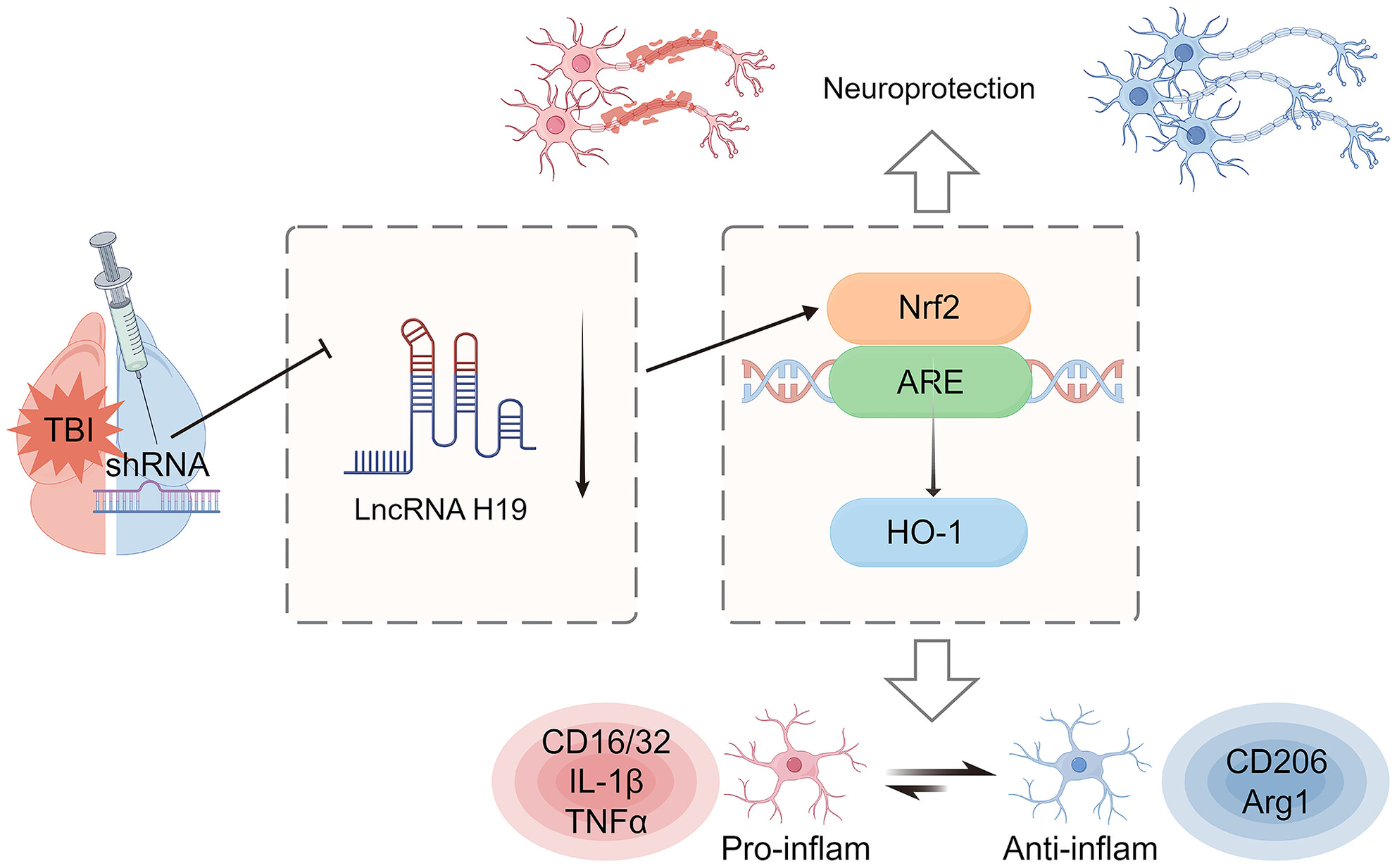 LncRNA H19 knockdown promotes neuropathologic and functional recovery via the Nrf2/HO-1 axis after traumatic brain injury