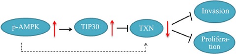 Metformin inhibits the prometastatic effect of sorafenib in hepatocellular carcinoma by upregulating the expression of TIP30