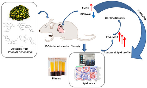 The anticardiac fibrosis of total alkaloids of Plumula nelumbinis by regulating circulating lipidomic profile: In vivo study
