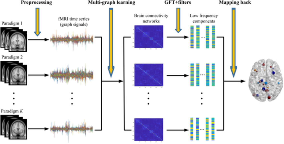 Functional network estimation using multigraph learning with application to brain maturation study