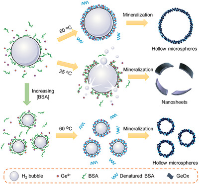 Denatured proteins show new vitality: Green synthesis of germanium oxide hollow microspheres with versatile functions by denaturing proteins around bubbles
