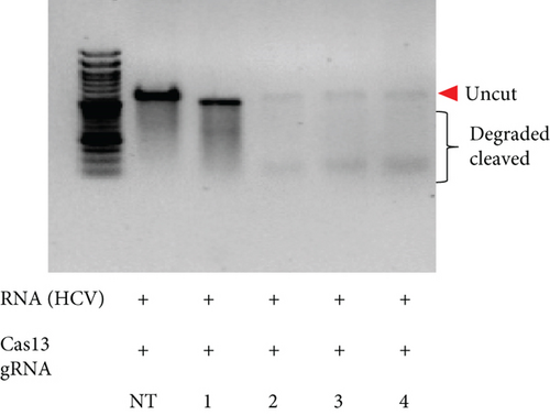 Details are in the caption following the image