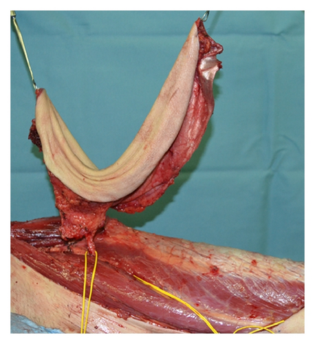 Details are in the caption following the image Details are in the caption following the image